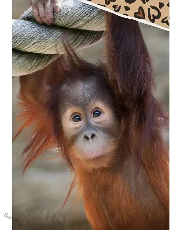 BAVLNĚNÉ POVLEČENÍ OPICE ORANGUTAN