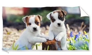 Froté osuška Bráškové Jack Russell Teriér